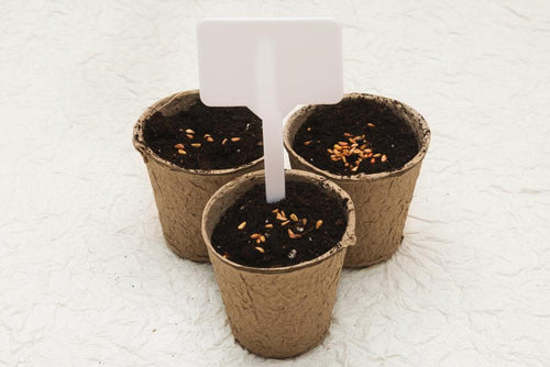 Biodegradable cardboard pots - chocolaroyale